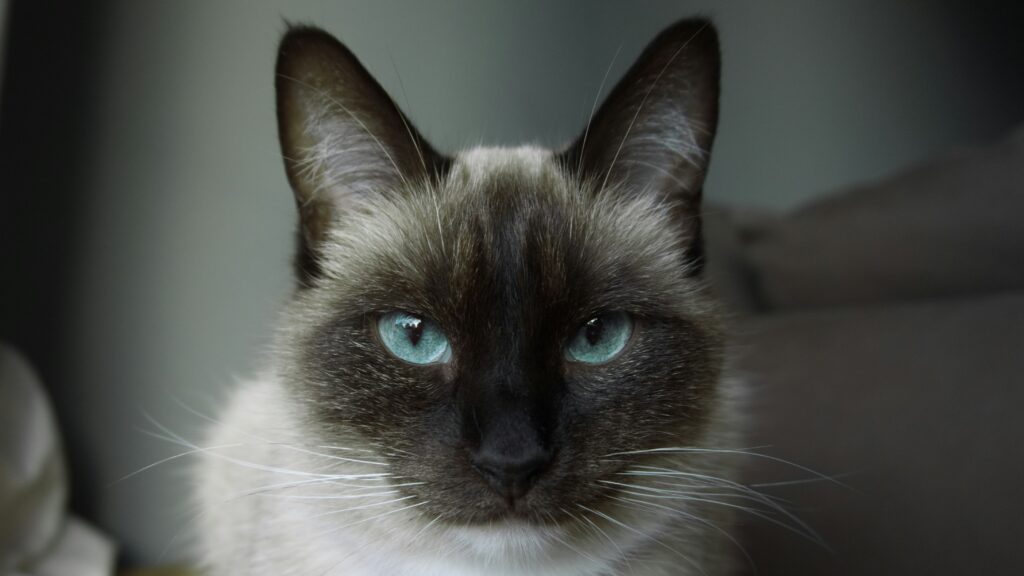 Grey Blue Cat